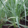 Heirloom Leek Seeds 25+ Non-GMO American Flag Allium ampeloprasum for Soup Gardening