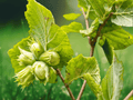 1 Live Plant American Hazelnut Corylus americana Shrub 8 Inch Tall