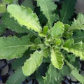 Live Plant Wild Lettuce Poppy Organic Lactuca Virosa for Pain Relief - Grown in USA