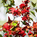 Old Fashion Snowball Highbush Cranberry Seedling - 4" Pot - Viburnum trilobum