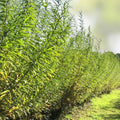 Hybrid Willow Tree 3-6 Feet Fast Growing Privacy Shade Austree Willow Salix x pendulina