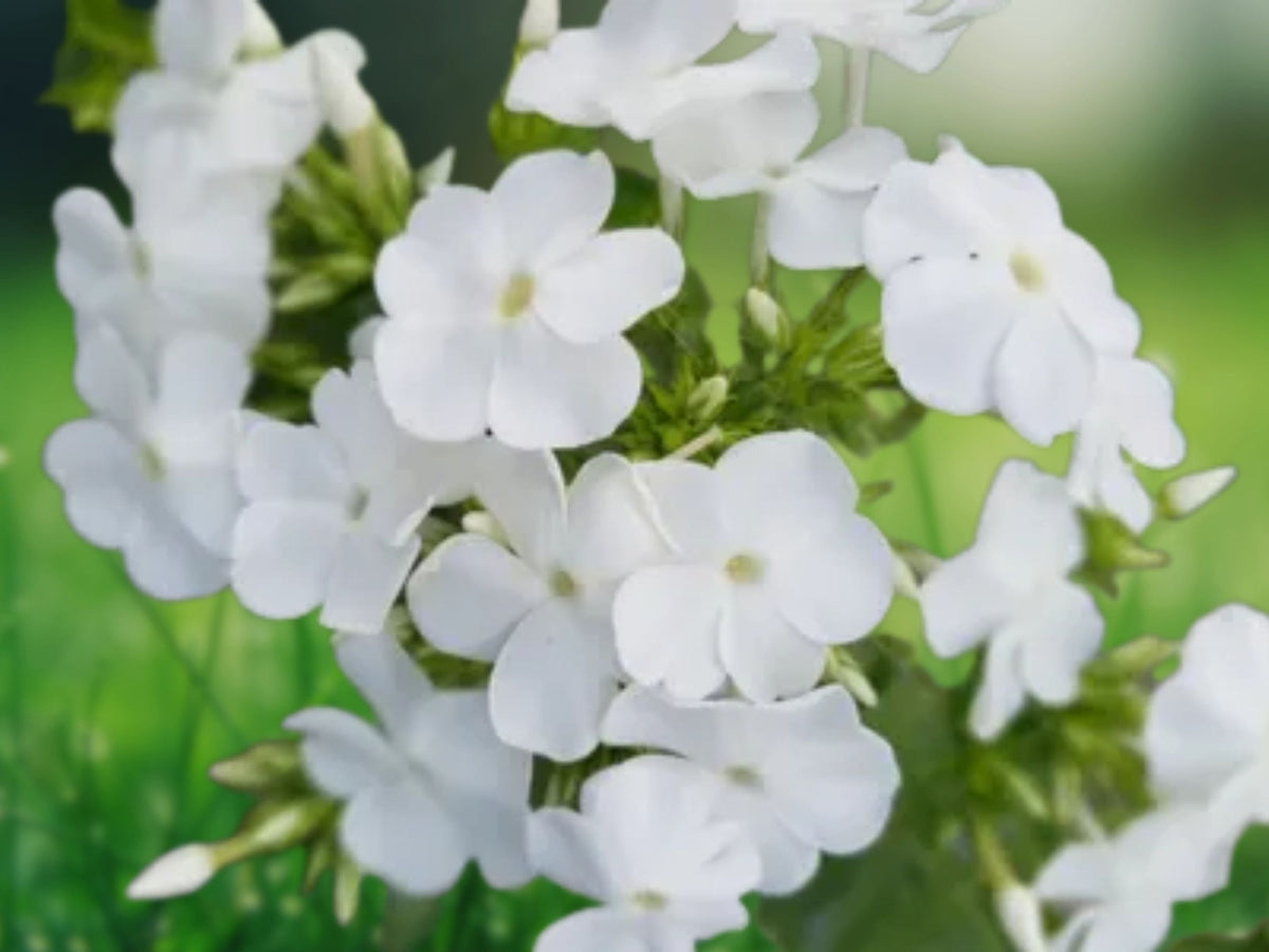50 Pure White Phlox Seeds Snow White Blooms Easy Grow Perennial Flower Butterfly Garden Border Cottage Fragrant Variety Summer Plant