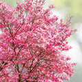 Pink Dogwood Tree - 2.5" Pot, Hardy Flowering Tree, Cornus florida, Amber's Reserved