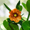 Clusia Rosea Cuttings 9-Pack, Easy Propagation, Tropical Evergreen Ornamental Plant, Clusia Rosea
