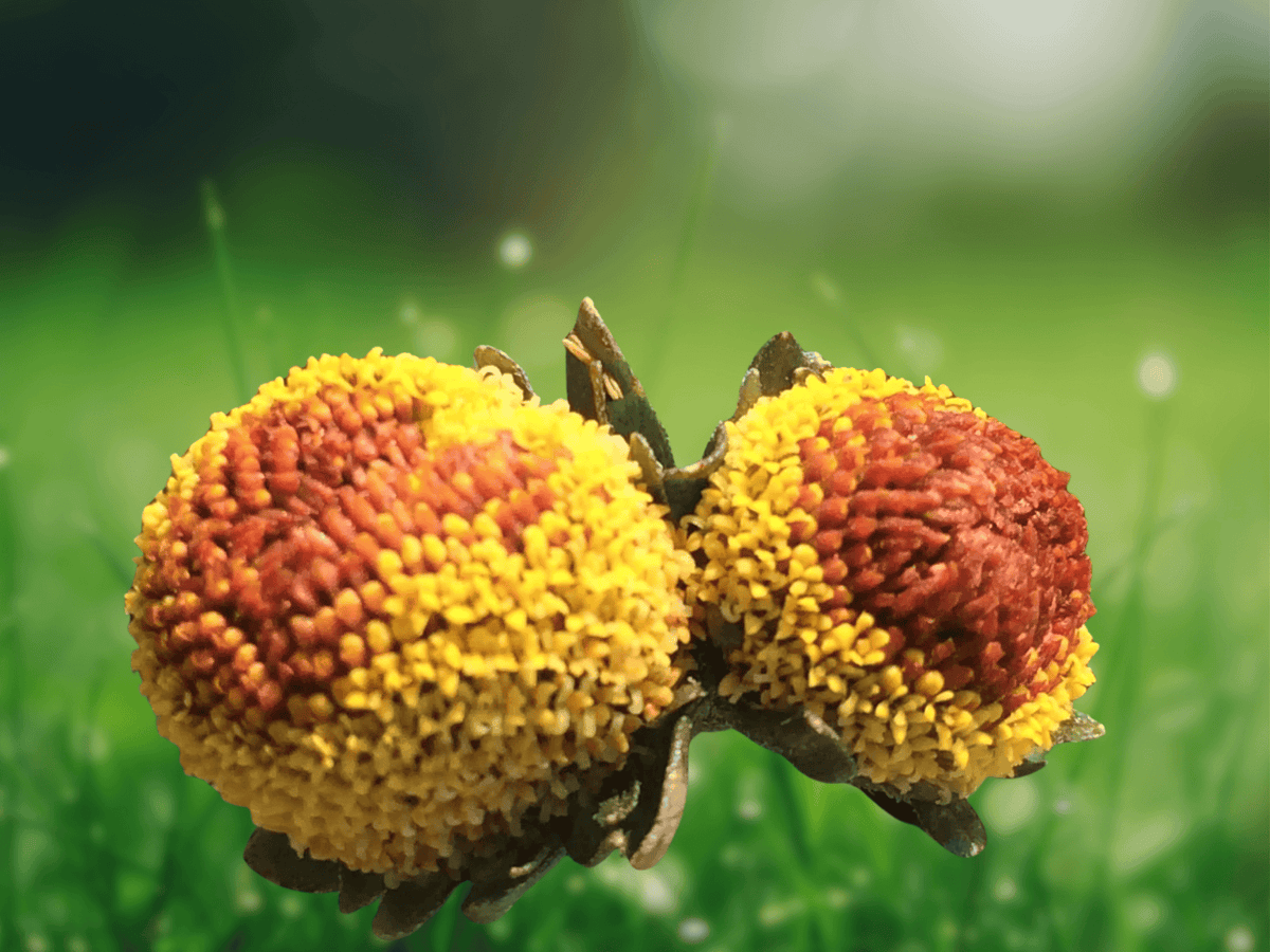 10 Seeds Spilanthes acmella var. oleracea Purpurea Purple Toothache Plant