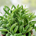 String of Bananas Cuttings 4-6" Succulent Plant Senecio radicans - 6 Healthy Propagation Clippings for Decor