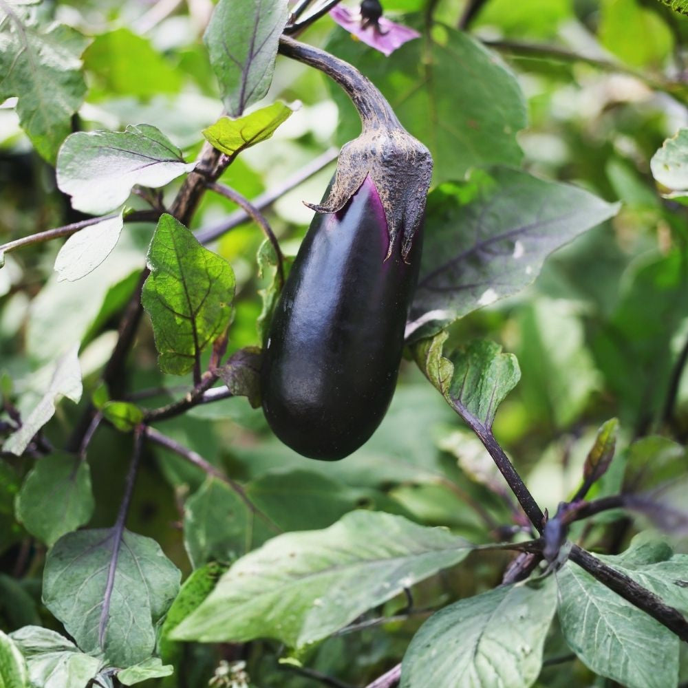 Bride Eggplant Seeds 40 Count Organic Non-GMO Heirloom Variety Solanum melongena USA Grown