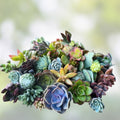 Rainbow Succulent Bundle - 4 Colorful Live Succulents/Cuttings - Unique Varied Selection of Succulent Plants