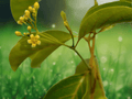 5 Seeds Decalepis hamiltonii Swallow Root Rare Tropical Climbing Vine