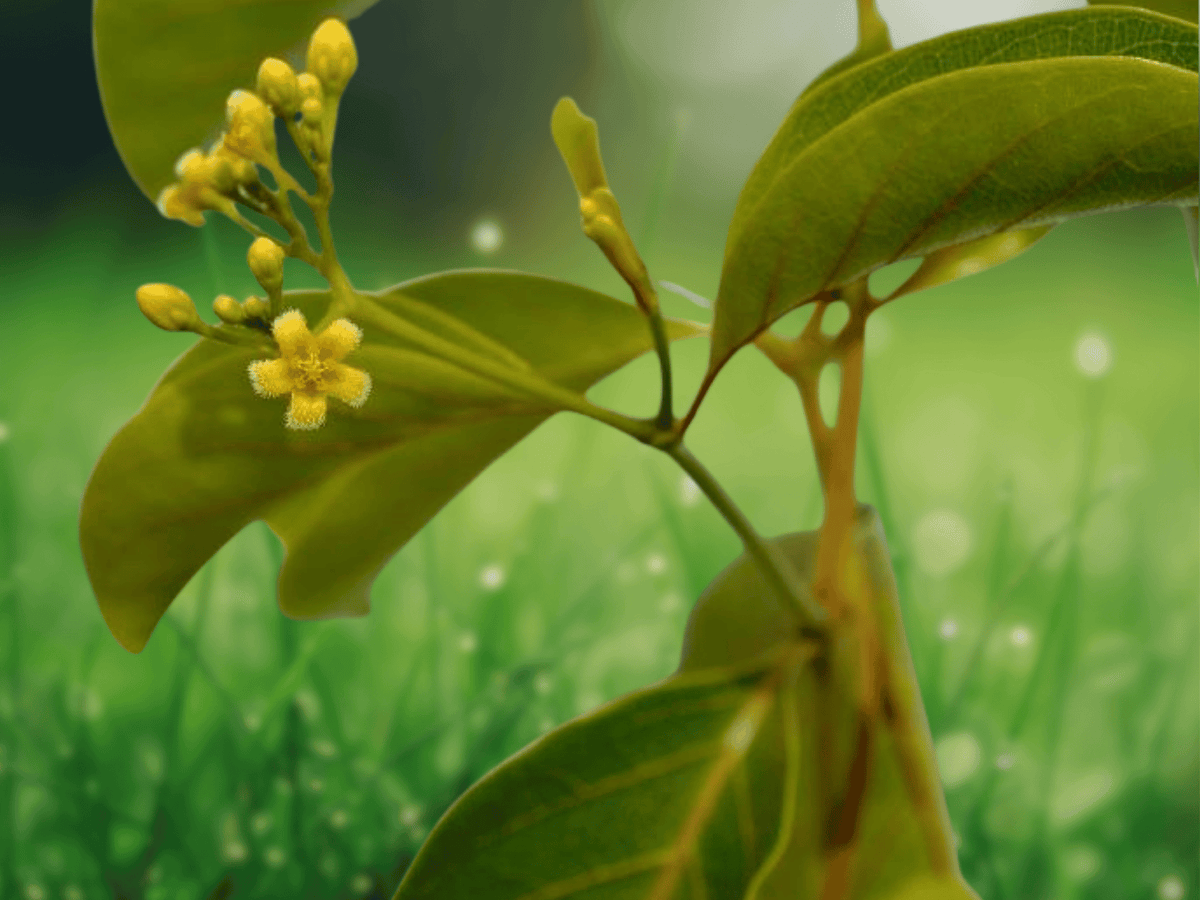 5 Seeds Decalepis hamiltonii Swallow Root Rare Tropical Climbing Vine