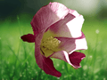 5 Seeds Tree Cotton Gossypium arboreum Red Flowered Ornamental Rare