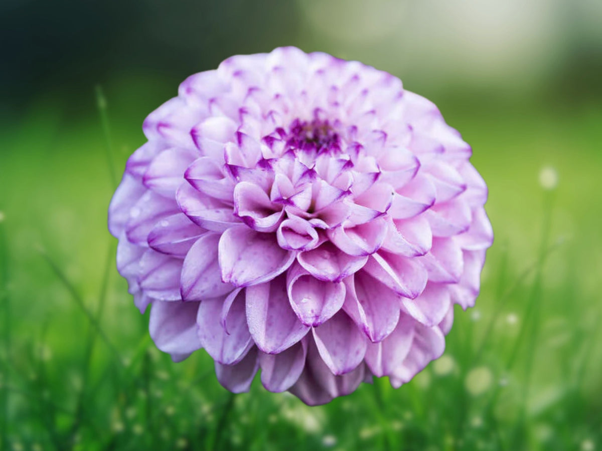 25 Seeds Dahlia Pinnata Genova Lavender Pink Hardy Perennial Easy Grow Ornamental Garden