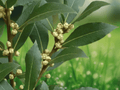 5 Inch Live Plant Bay Laurel Laurus nobilis Bay Leaf Tree Starter Plant