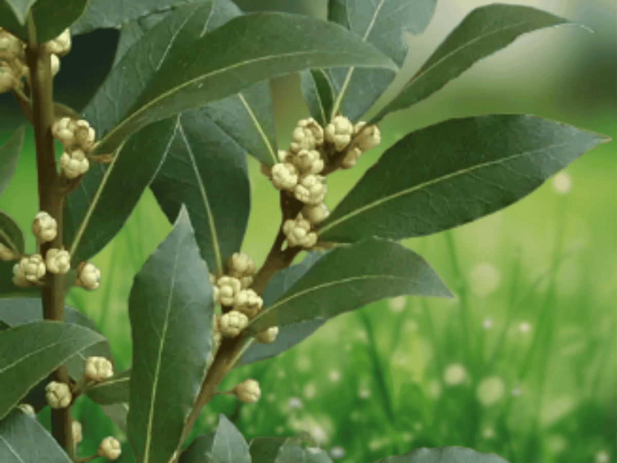 5 Inch Live Plant Bay Laurel Laurus nobilis Bay Leaf Tree Starter Plant
