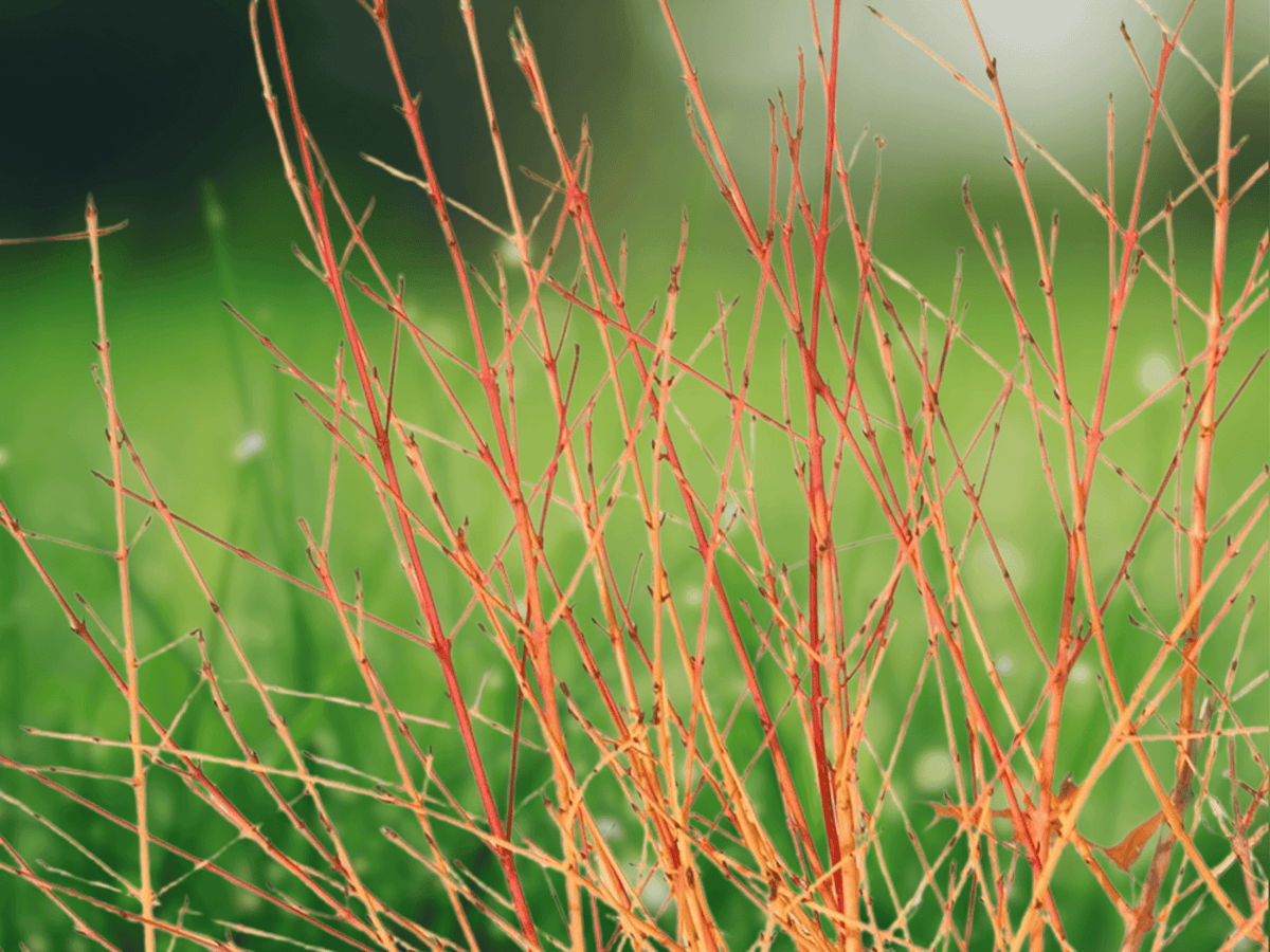 10 Seeds Cornus sanguinea Bloodtwig Dogwood Shrub Hardy Ornamental Landscape Hedge