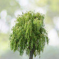 Weeping Willow Trees Combo - 2 Weeping Willows & 2 Aussie Willows - Easy to Grow - Salix babylonica, Salix x sepulcralis