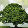 Sycamore Trees Set of 2 Bare Root Live Plants 18+ Inches Deciduous Platanus occidentalis