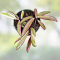 Hoya Wayetii 'Lori Lyn' Rooted Plant in 2.5" Pot – Trailing Houseplant for Indoor Decor, Exotic Green Foliage