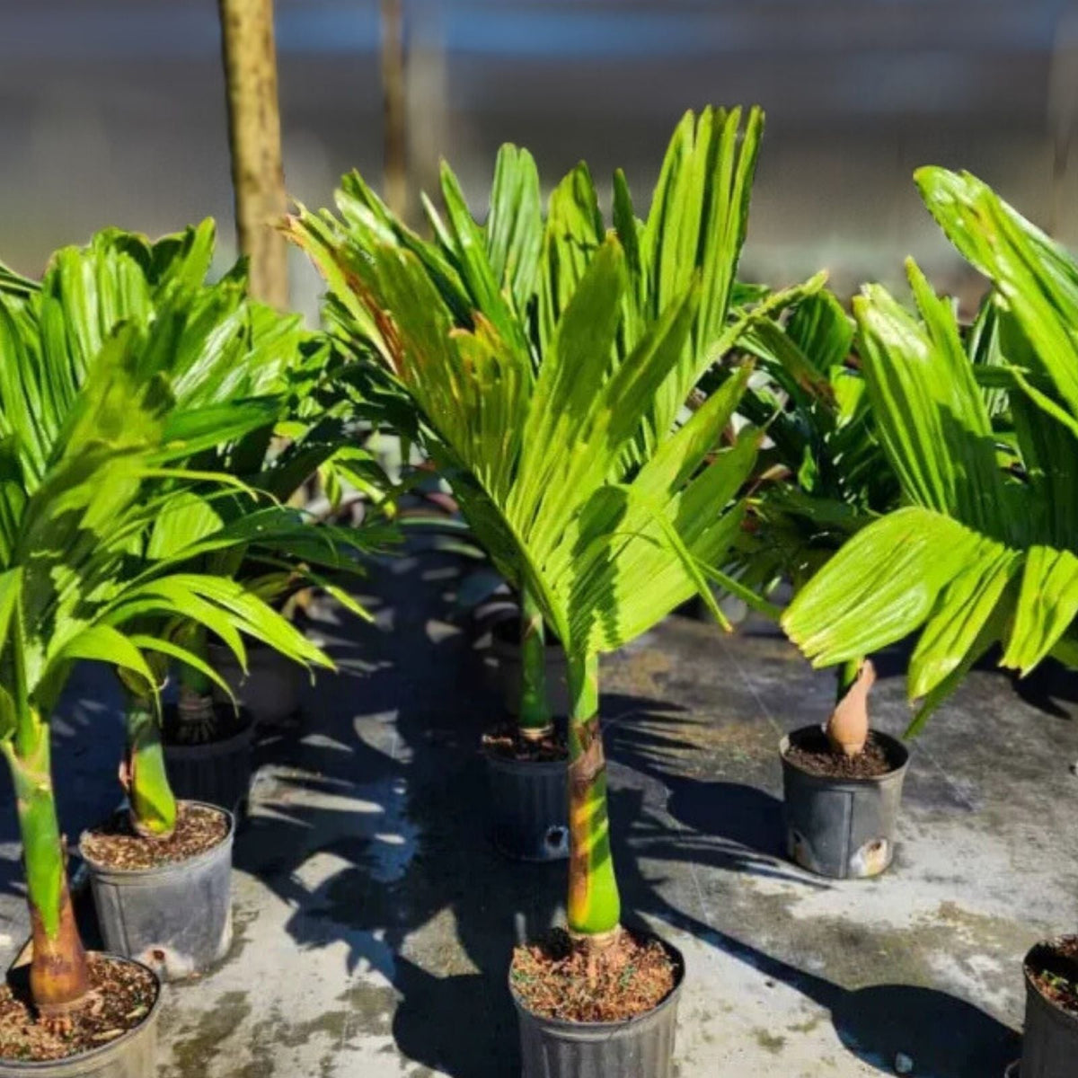 Dwarf Betel Nut Palm Plant 12" Pot - Areca catechu 'Dwarf' - Compact Tropical Indoor/Outdoor Decor