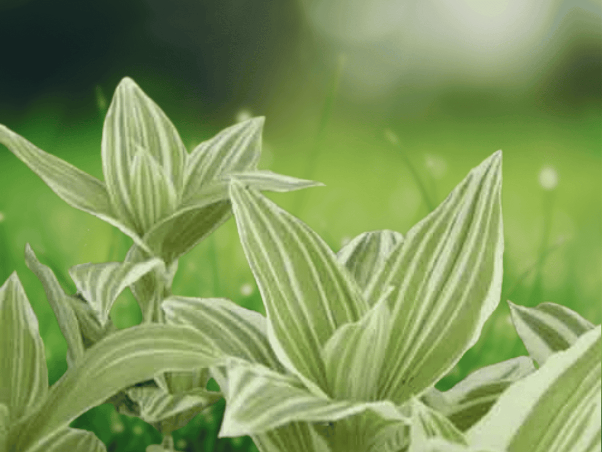 1 Live Plant Tradescantia Fluminensis Variegata in 3.5 Inch Pot Indoor Houseplant
