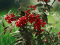 5 Seeds Sorbus aucuparia (Mountain Ash) – Hardy Deciduous Berry Tree
