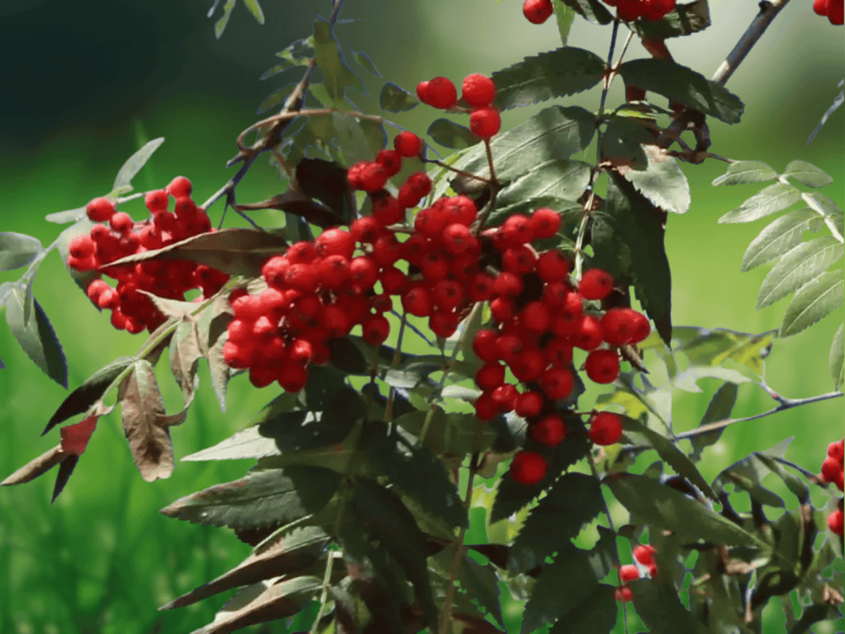 5 Seeds Sorbus aucuparia (Mountain Ash) – Hardy Deciduous Berry Tree