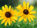 5 Bare Roots Black Eyed Susan Wildflower Rudbeckia
