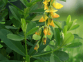 5 Seeds Showy Rattlebox Crotalaria spectabilis Golden Yellow Flowering Ornamental