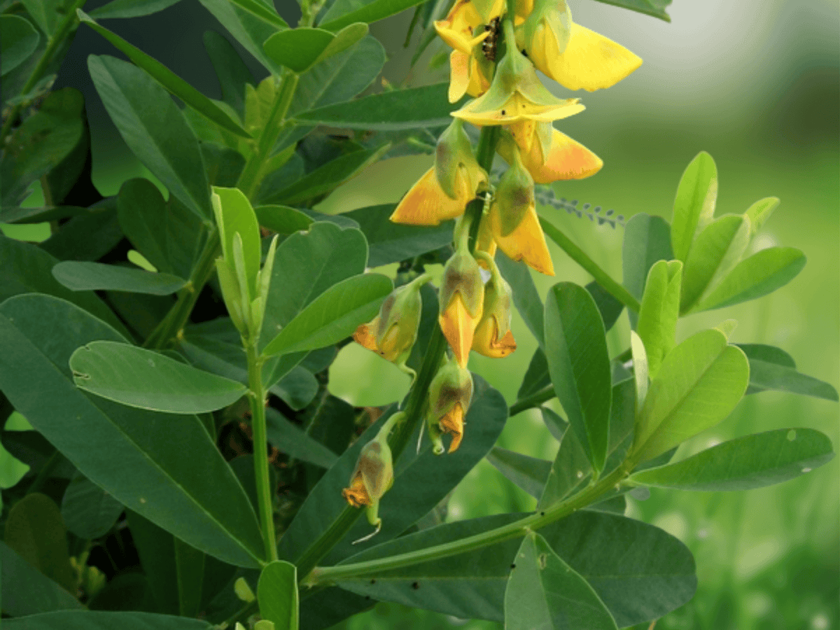 5 Seeds Showy Rattlebox Crotalaria spectabilis Golden Yellow Flowering Ornamental