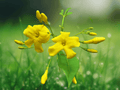 1 Live Plant Yellow Jasmine Revolutum 2 Inch Pot Jasminum humile Starter Plant