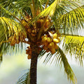 Fresh Sprouted Coconut Fruit - Organic Costa Rican Coconuts, Certified, Tropical Flavor, Cocos nucifera