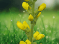 10 Seeds Thermopsis caroliniana Carolina Bushpea Yellow Broom Perennial Wildflower