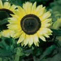 Lemon Queen Sunflower Seeds - 50 Pack - Helianthus annuus - Ideal for Planting, Bright Yellow Blooms