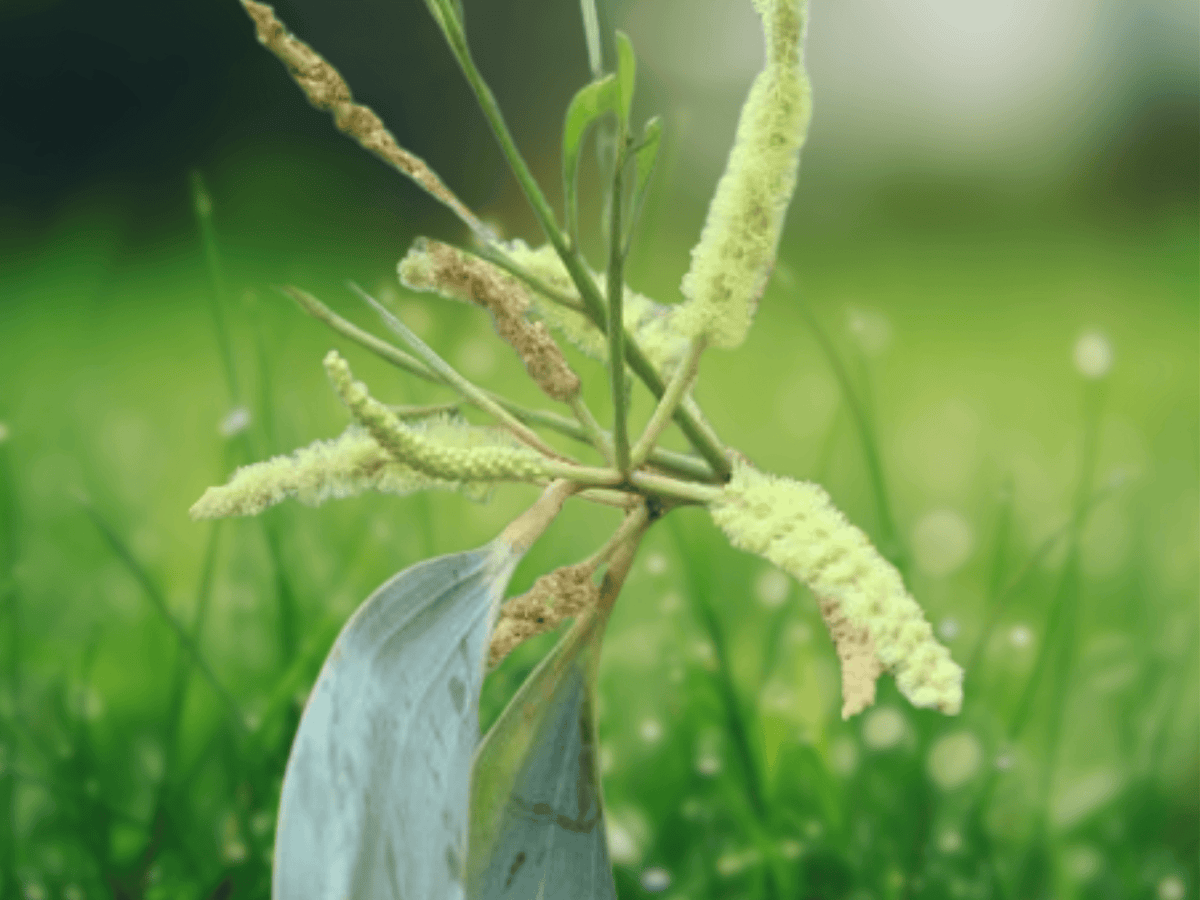 5 Seeds Acacia crassicarpa Hardy Acacia