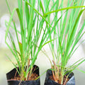 Citronella Herb Plants - 4" Pots - Live Mosquito-Repelling - Cymbopogon nardus - Set of 2