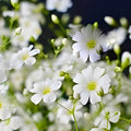 Baby's Breath Seeds - 1000+ Count - Snow-Like Blooms - Gypsophila elegans - Garden Flower Seeds for Floral Arrangements