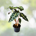 Alocasia Amazonica Plant - 4" Pot - African Mask Plant - Live Houseplant - Amazonian Elephant Ear - Tropical Foliage