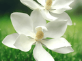 3 Live Plants Southern Magnolia Tree 12in Magnolia grandiflora Bare Root
