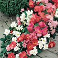 Berry Flame Begonia Seeds 45 or 125 Non-GMO Flower Seeds Colorful Blooms Ideal for Gardens Begonia spp.