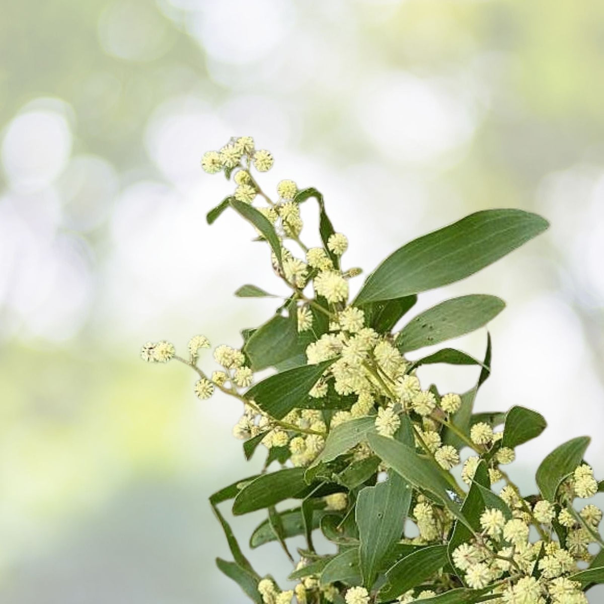 Blackwood Acacia Seeds - 40+ Seeds - Acacia melanoxylon - Drought-Tolerant Tree for Landscaping and Reforestation