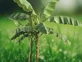 5 Seeds Musa argentii Hardy Banana Tropical Ornamental