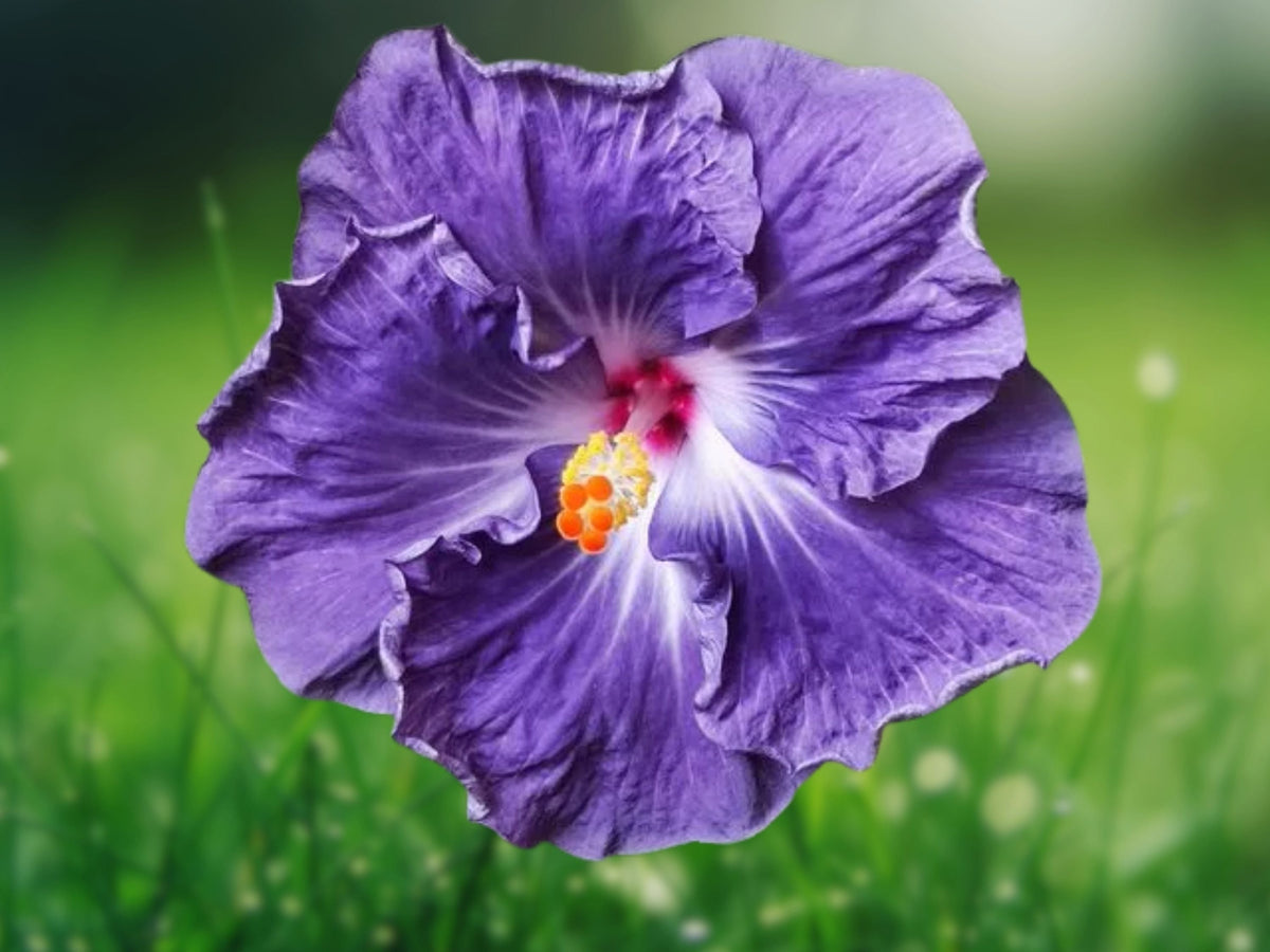 20 Seeds Blue White Hibiscus - Hardy Tropical Perennial Bicolor Fragrant Flower, Easy Grow for Garden and Patio