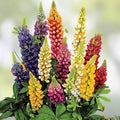 300 Giant Lupine Seeds - Exotic Flower Variety - Lupinus polyphyllus - Colorful Garden Plants for Landscaping