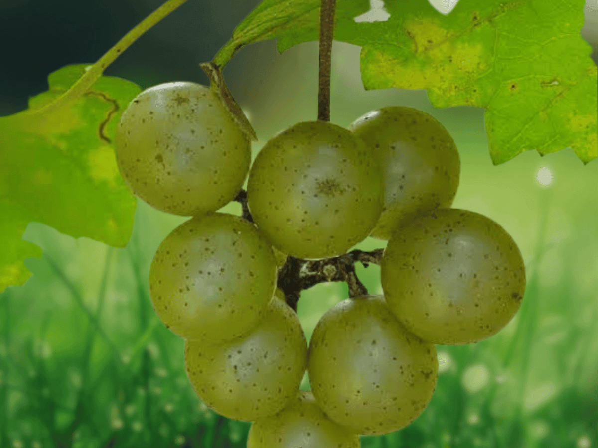 1 Live Plant Carlos Muscadine Grape Vine Vitis rotundifolia Starter Plug