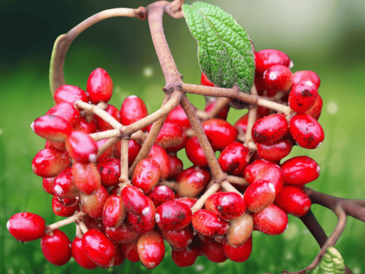 10 Seeds Viburnum rhytidophyllum Leatherleaf Viburnum Evergreen Shrub