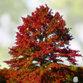 Pin Oak Tree Live Plant Set of 2, Bare Root, Quercus palustris, Deciduous Landscaping Trees, 12-18 Inch