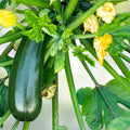 Heirloom Zucchini Seeds - 100+ Non-GMO Long Dark Green Cucurbita pepo Vegetable Seeds