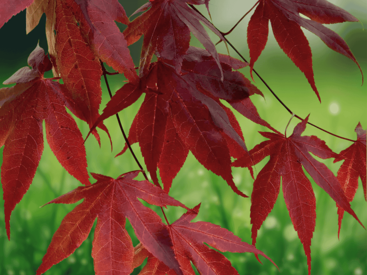 5 Seeds Acer palmatum 'Bloodgood' Red Japanese Maple Ornamental Tree