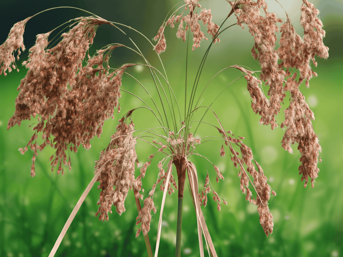 20 Seeds Scirpus cyperinus Wool Grass Ornamental Wetland Plant