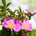 Wildflower Seed Mix - 1000 Non-GMO Seeds - Iowa State Flower Perennials & Annuals - USA Grown